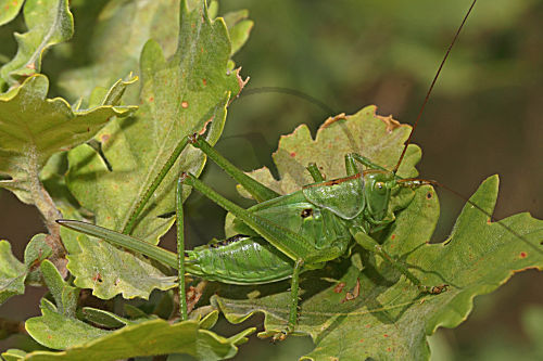 Grünes Heupferd