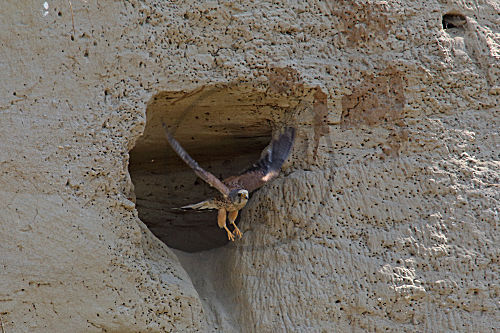 Turmfalke