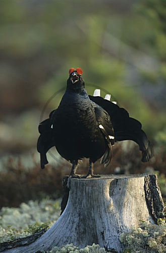 Birkhuhn, Birkhahn