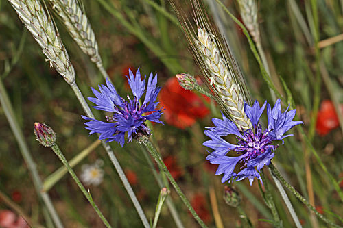 Kornblume