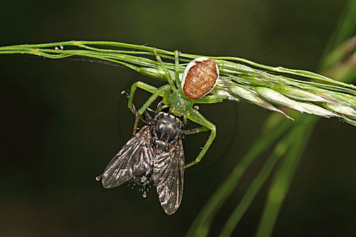 Grüne Krabbenspinne