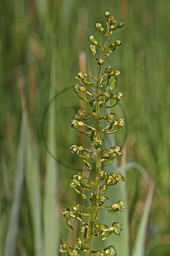 Grosses Zweiblatt