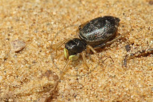 Gelbbeinige Sonnenspringspinne