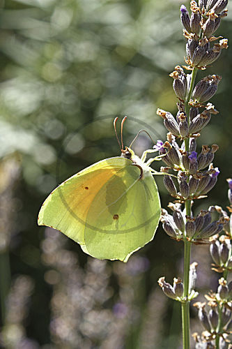Kleopatrafalter