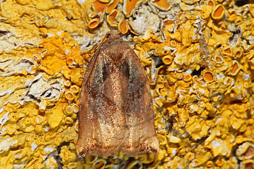 Wickler Archips podana
