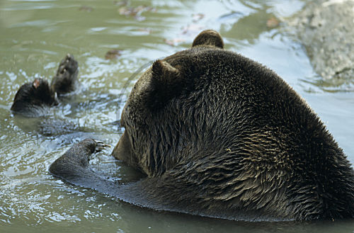 Braunbär