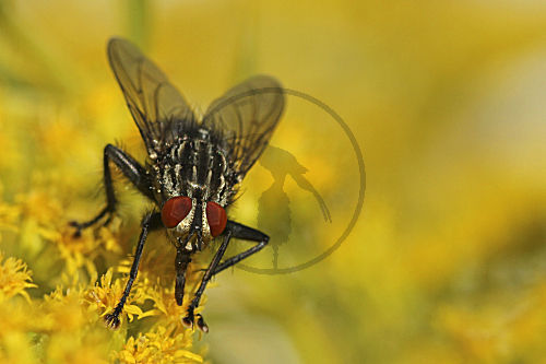 Fleischfliege auf Goldrute