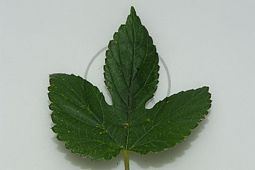 Blatt des Hopfen