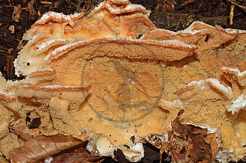Gallertfleischiger Fältling