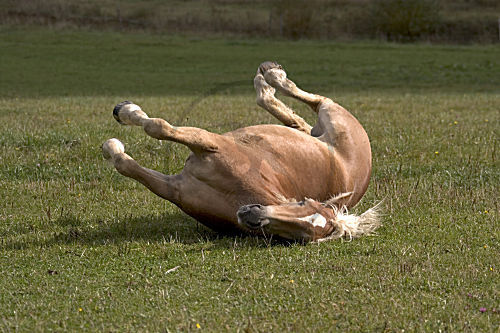Haflinger, Pferde