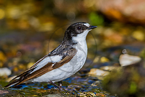 Trauerschnäpper - Männchen am Bach