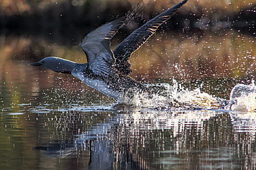 Sterntaucher startet