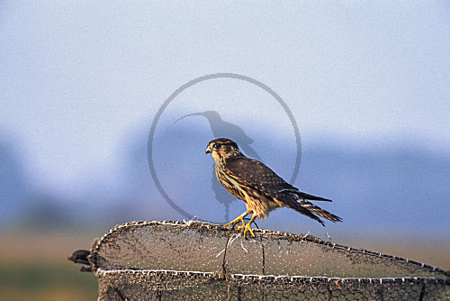 Merlin - auf Habichtskorb