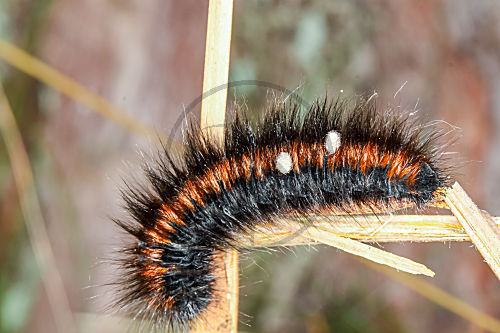 Brombeerspinner - parasitierte Raupe