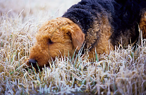 Terrier