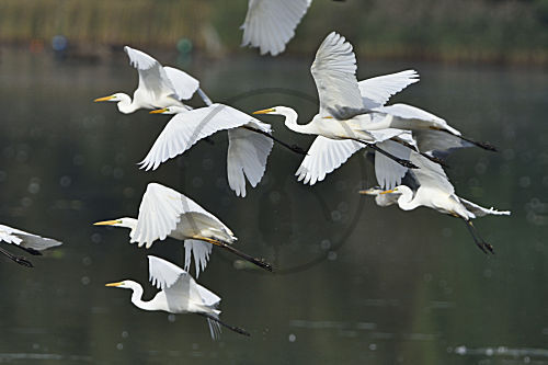Silberreiher