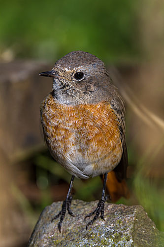 Gartenrotschwanz - junges Männchen