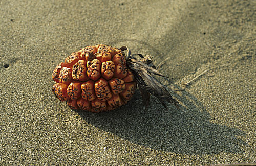 Schraubenbaum