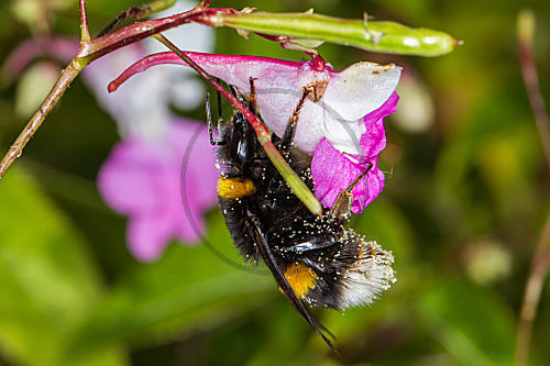 Balfour Springkraut mit Erdhummel