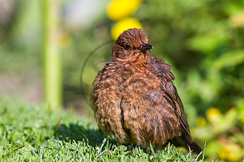 Junge Amsel