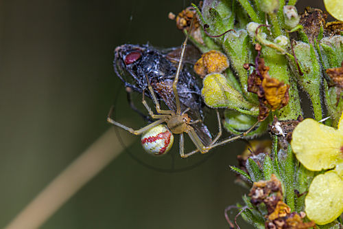 Rotgestreifte Kugelspinne mit Beute