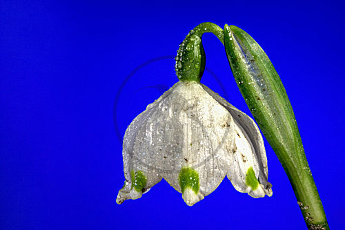 Märzbecher