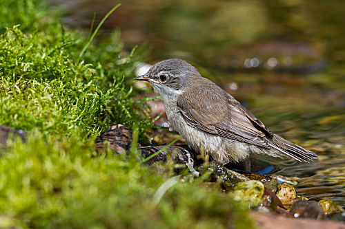 Klappergrasmücke - Jungvogel an der Badestelle