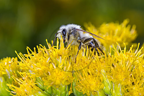 Hosenbiene - Männchen auf Verschiedenblättrigem Alant