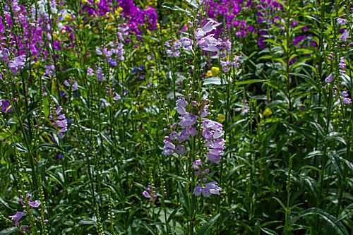 Gelenkblume