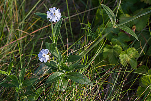 Weisse Waldnelke