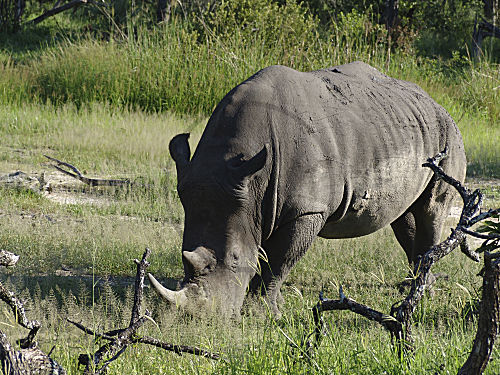 Breitmaulnashorn