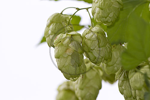 Hopfen
