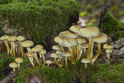 Grünblättriger Schwefelkopf