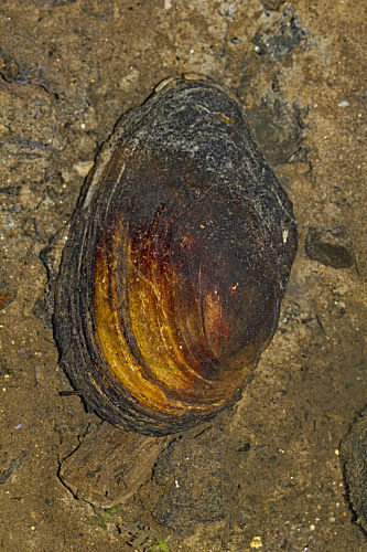 Große Teichmuschel