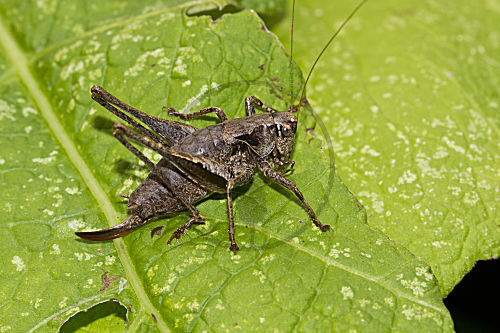 Gewöhnliche Strauchschrecke - Weibchen