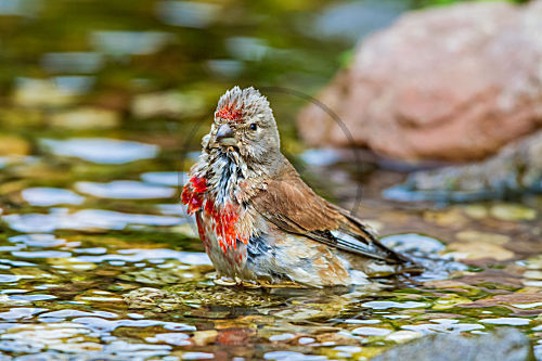 Bluthänfling - Männchen badet