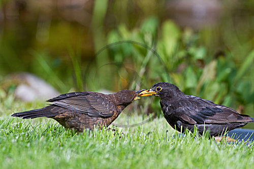 Amsel fütter Jungvogel