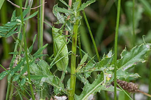Zwitscherschrecke - Weibchen im Gras