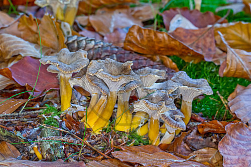 Trompetenpfifferling