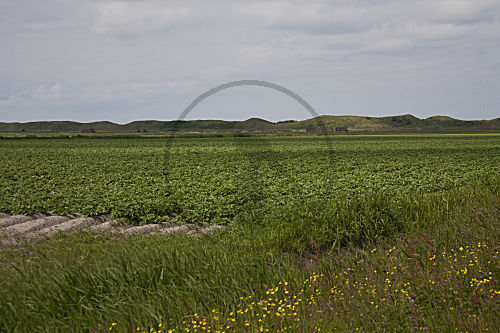 Texel - Kartoffelacker