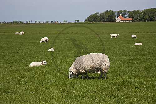 Schafe auf der Weide
