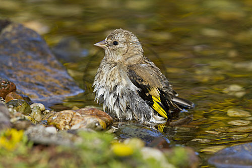 Stieglitz - Jungvogel badet
