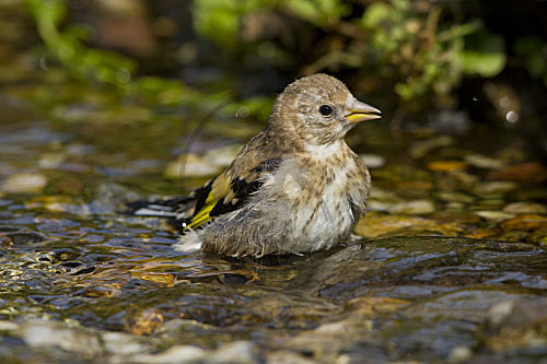 Stieglitz - Jungvogel badet