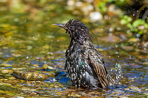 Star - badet