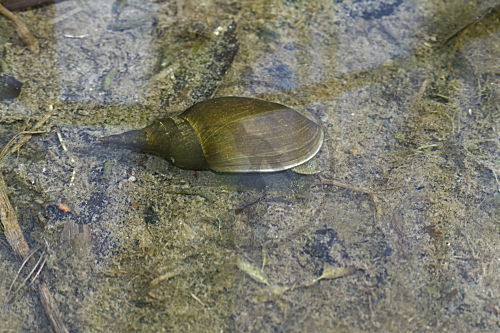 Spitzhornschnecke