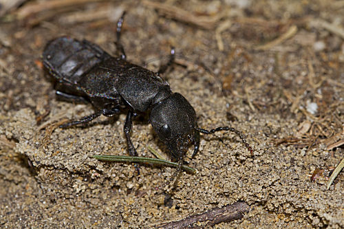 Schwarzer Moderkäfer