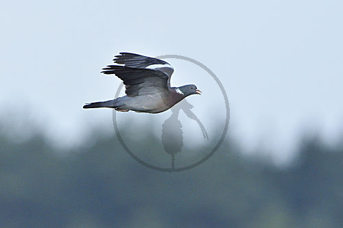 Ringeltaube