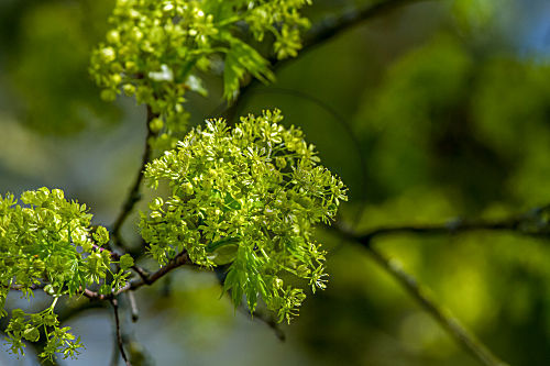Lindenblüten