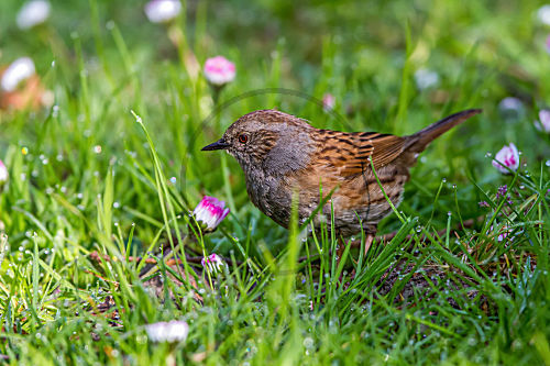 Heckenbraunelle auf Futtersuche