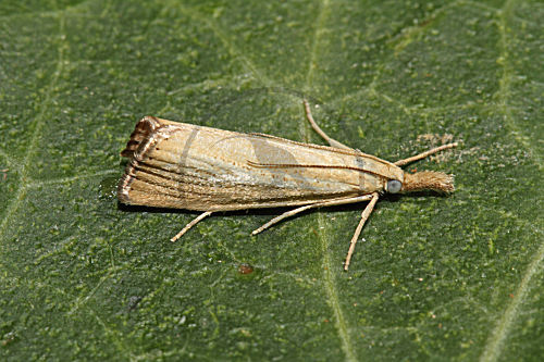 Zünsler Agriphila straminella